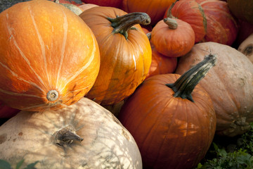 Kürbisse