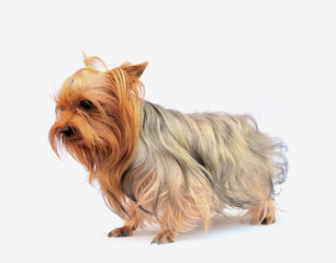 Yorkshire terrier  on white
