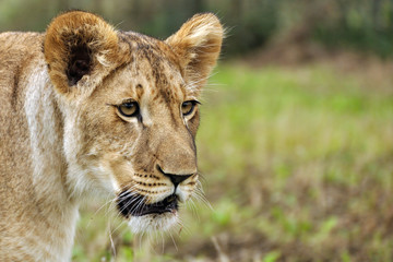 Lioness on savanna