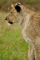Lion cub left profile