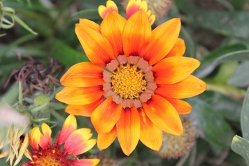 Blumenkopf mit starken Farben