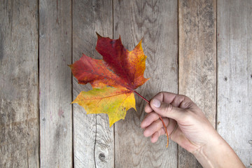 Naklejka na ściany i meble Autumn leaf on a hand