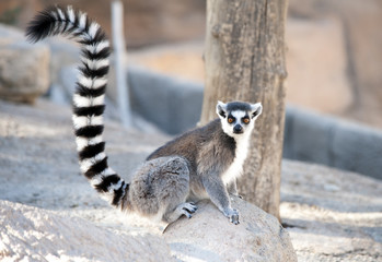 Naklejka premium Ring tailed Lemur sitting on a rock