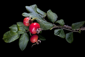 bunch of rose hip with berry