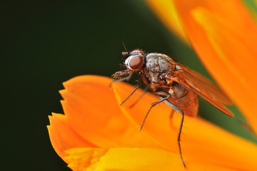 Fly