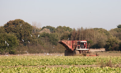 Fototapeta premium Sugar Beet Harvesting,UK
