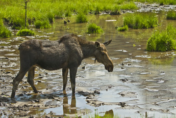 Moose