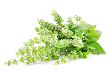Leaves of sweet basil on white background