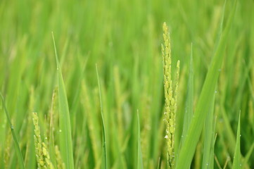 Fototapeta na wymiar Uprawa ryżu