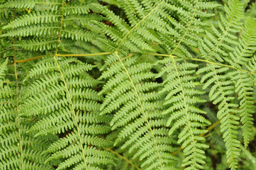 fern leaves #1, ardennes