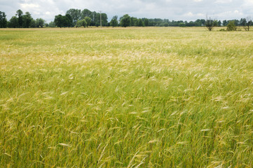 oats field in Mazovia region in Poland
