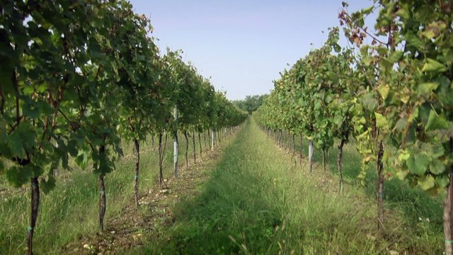 Vineyard for Italian wine production in Franciacorta
