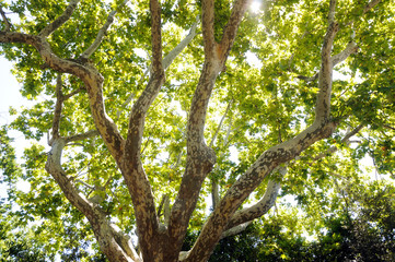 green plane tree in Avignon city in France