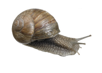 backside of a grapevine snail