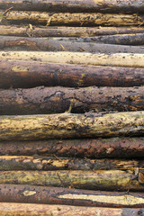 Cut softwood logs in forest