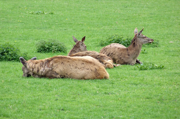 resting Red Deers