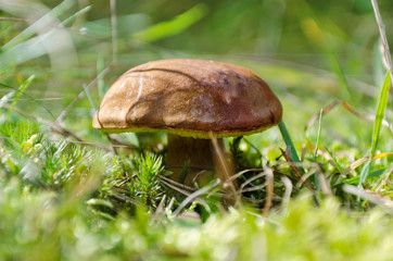 mushroom Xerocomus badius