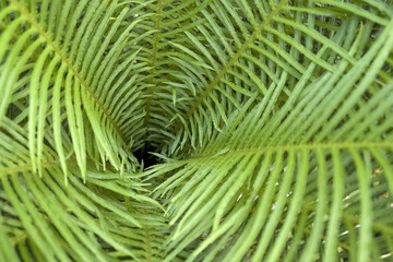 Fototapeta premium abstract leaves background