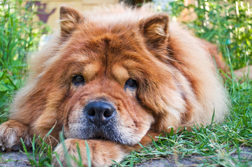 portrait of a dog breed chow-chow