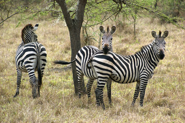 Fototapeta na wymiar Zebras in Africa