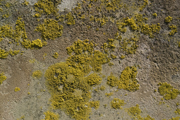 lichen on rough stone surface