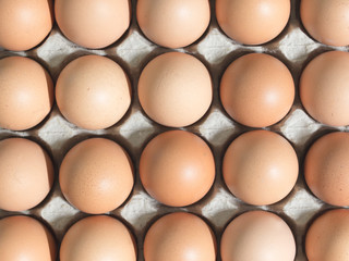 close up of fresh chicken eggs