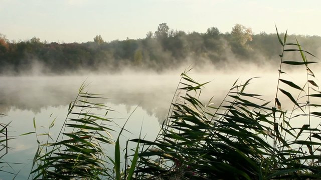 Misty morning