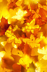 Plakat maple leaves