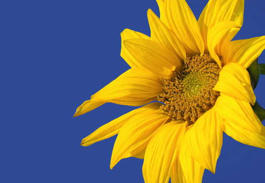 sunflower over blue