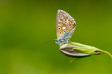 Schmetterling im Morgentau