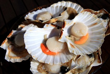 coquille saint jacques © papinou