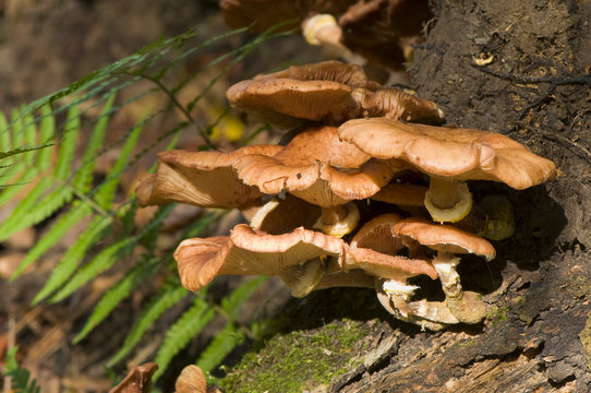 Armillaria