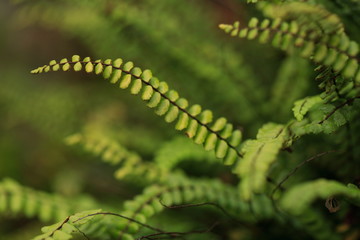 Asplenium trichomanes