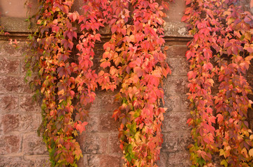 Parthenocissus quinquefolia