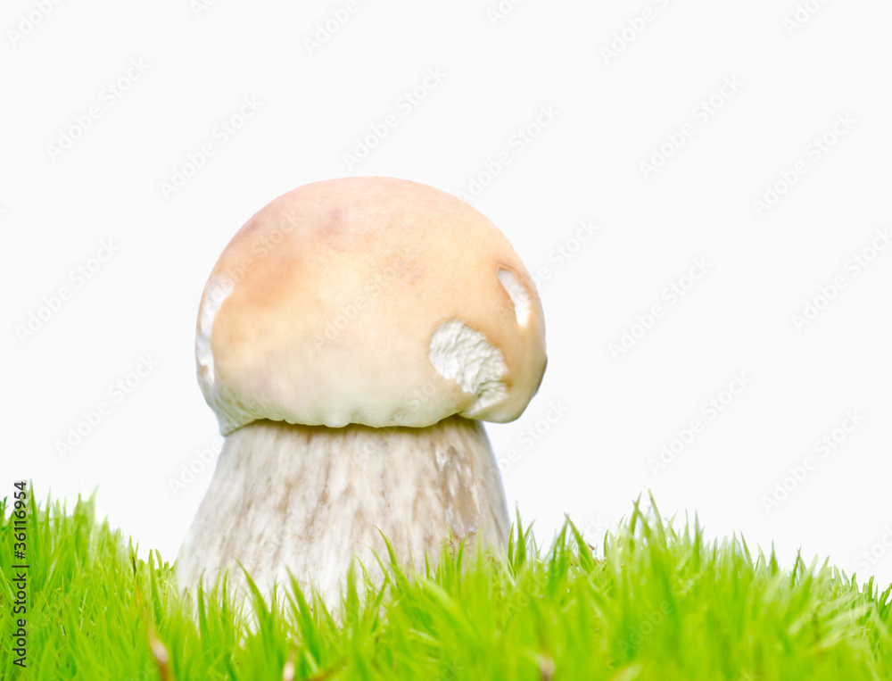 Sticker mushroom