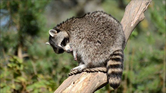 Waschb&auml;r