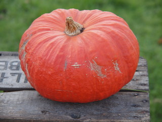 Zierkürbis