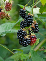 Brombeeren - Rubus sectio Rubus