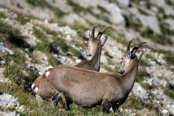 Les deux comm&egrave;res...