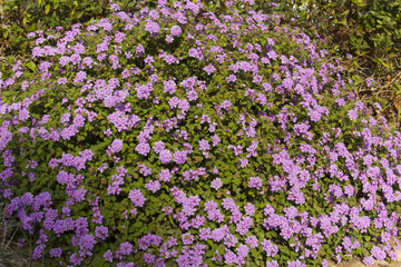 Fototapeta premium Small lilac flowers that bloom in autumn
