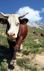Vache en alpage