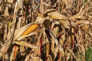 Maiskolben im Maisfeld vor der Ernte