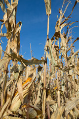 Maiskolben im Maisfeld vor der Ernte