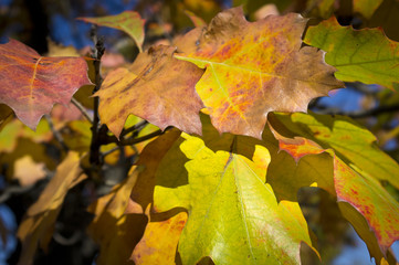 Obraz na płótnie Canvas Autumn leafs composition