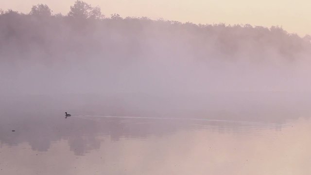 Duck in a fog