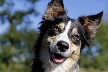 Bordercollie