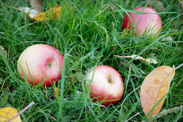 Rosy apples fell on the green grass