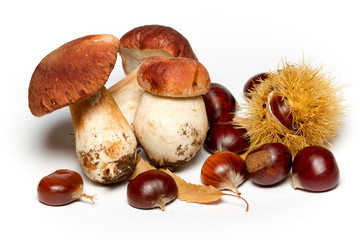 Funghi e castagne su sfondo bianco