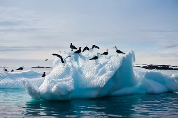 Rolgordijnen Seagulls in Antarctica © Goinyk