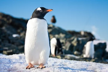 Fotobehang penguins in Antarctica © Goinyk